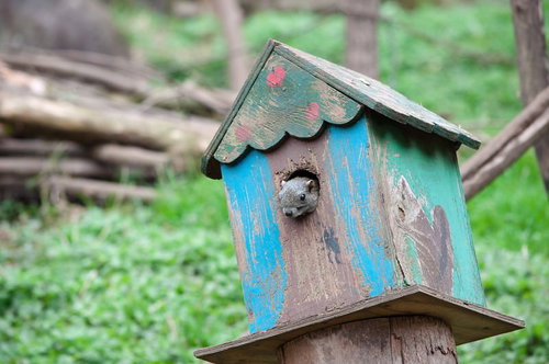 ここの耐震大丈夫っすかね？（リス）