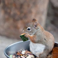 かぼちゃうめぇ（リス）の写真