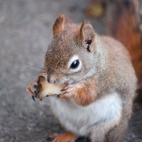 りんごを食べるシマリスの可愛らしい食事風景の写真