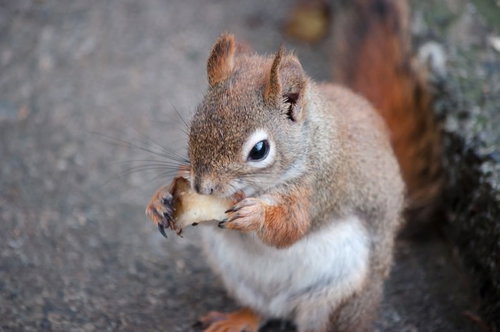 りんごを食べるシマリスの可愛らしい食事風景