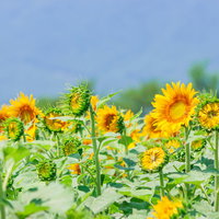太陽に向かって咲くひまわり畑の黄色い花々の写真