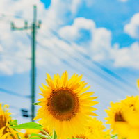 ぼくの夏休み風のひまわり畑と電線と青空と白い雲の写真