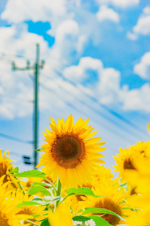 ぼくの夏休み風のひまわり畑と電線と青空と白い雲