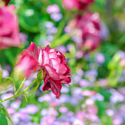 ガーデニングの季節に咲くピンクのバラの写真