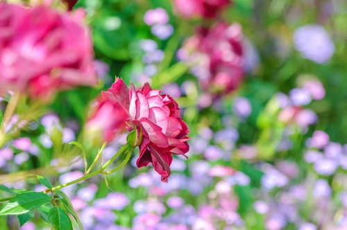 ガーデニングの季節に咲くピンクのバラ