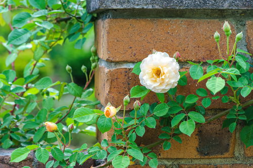 レンガの壁に這うつるバラの白い花と緑の葉