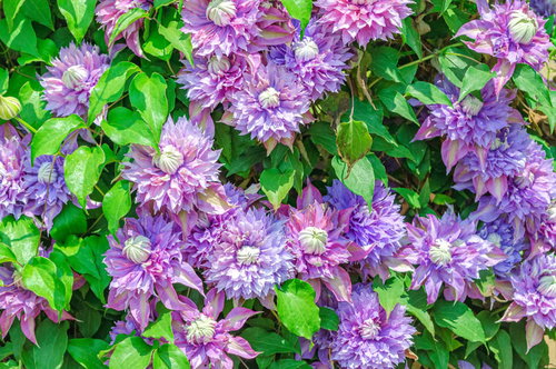 八重咲きクレマチスのテクスチャと花弁の密集した構造