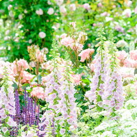 初夏の庭園に咲く紫とピンクの花々と緑の葉の写真