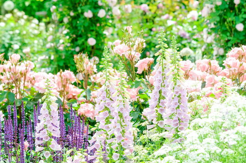 初夏の庭園に咲く紫とピンクの花々と緑の葉