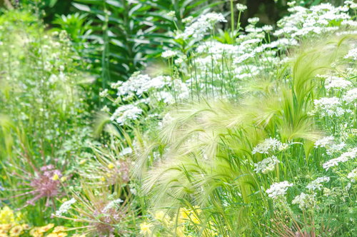 庭先で咲くオレンジのバラと蕾