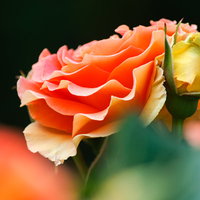艶やかなオレンジのバラの花、つぼみから満開までの段階の写真