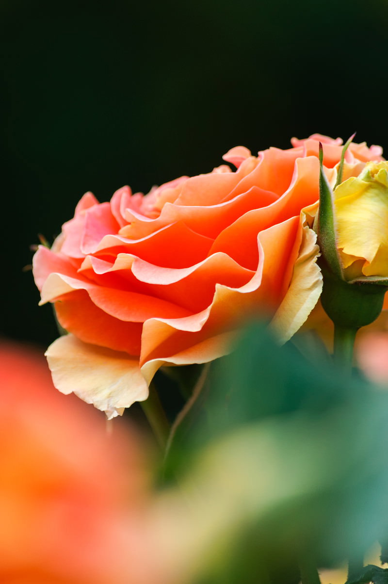 オレンジから黄色にグラデーションするバラの花、つぼみと満開の花が写る