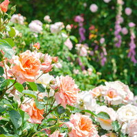 初夏の庭先に咲くオレンジと白のバラの花盛りの写真