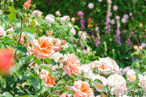 初夏の庭先に咲くオレンジと白のバラの花盛り