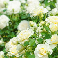 薄クリーム色のバラが咲くガーデニングの庭風景の写真