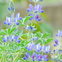 春の庭に散ったツツジの花びらの写真