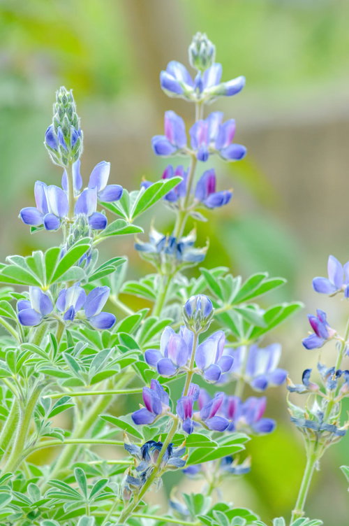 春の庭に散ったツツジの花びら