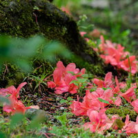 苔の上に散りゆくツツジの花の写真