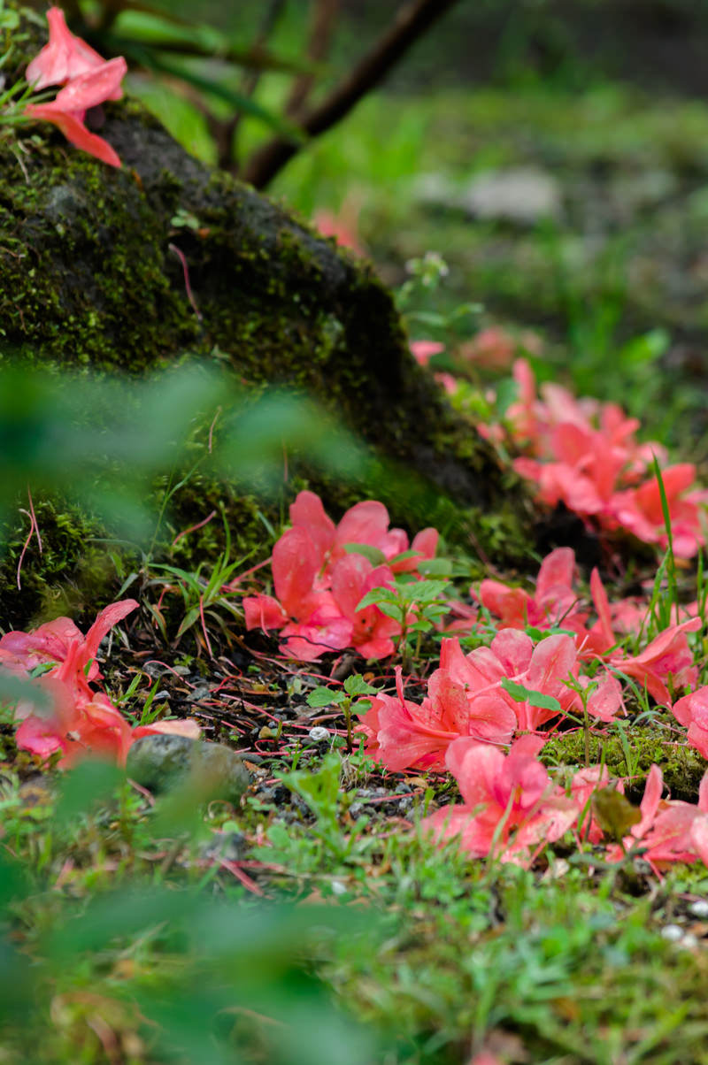 苔の上に散らばったピンク色のツツジの花びらと緑の葉