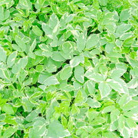 斑入りミツバの葉のテクスチャ。セリ科植物の細かい葉脈と白い斑のパターンの写真