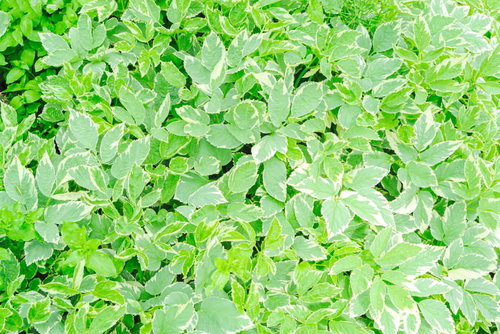 斑入りミツバの葉のテクスチャ。セリ科植物の細かい葉脈と白い斑のパターン