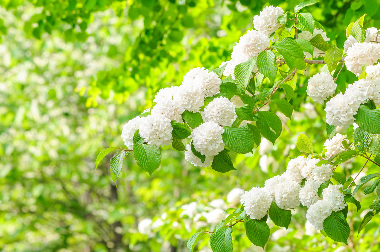 新緑の葉に囲まれた白いオオデマリの装飾花