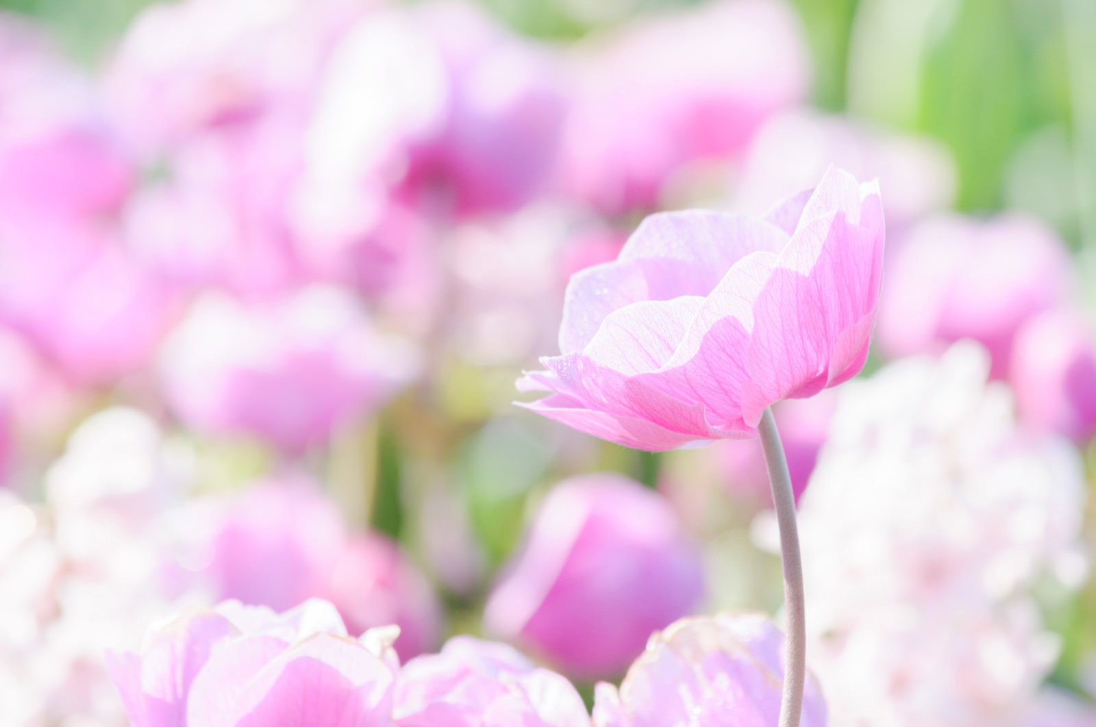 春の花壇に咲くピンクの花、背景はぼかし