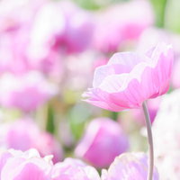 早春満開のピンクと白の花、春の庭園の花壇風景の写真