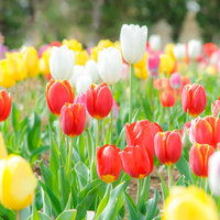赤・黄・白・ピンクのチューリップさんが咲く春の花壇の写真