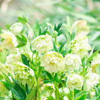 白い八重咲きのクリスマスローズの花と蕾、緑の葉の写真