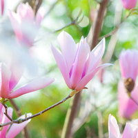春を知らせるマグノリアのつぼみと開花した花の風景の写真