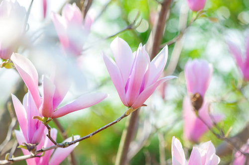 春を知らせるマグノリアのつぼみと開花した花の風景