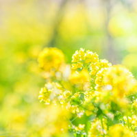 早春の菜の花畑が満開に咲く黄色い花の風景の写真