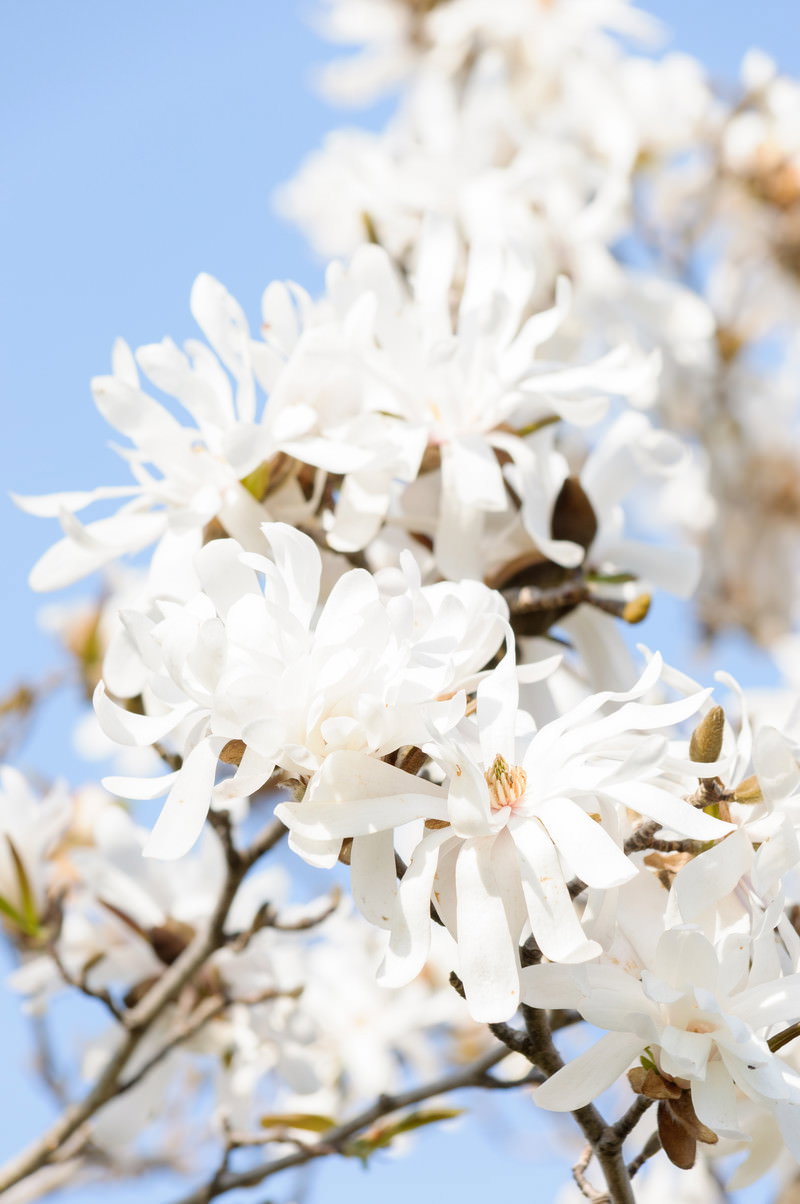 青空を背景に白いマグノリアの花が咲いている様子