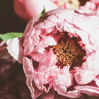 ほころぶ牡丹のつぼみ、薄いピンク色の花びらが幾重にも重なる春の開花直前の写真