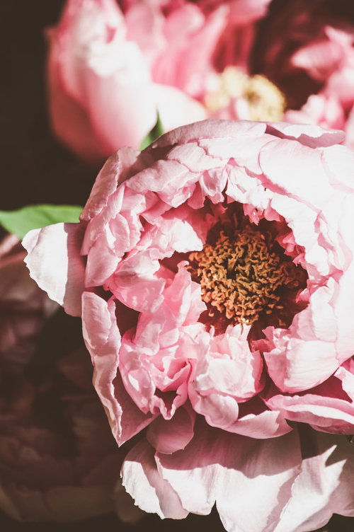 ほころぶ牡丹のつぼみ、薄いピンク色の花びらが幾重にも重なる春の開花直前