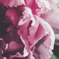 春の牡丹の花びら（ピンク）の写真