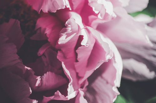 つぼみから開花へ、ピンクの牡丹の花びら、春の季節