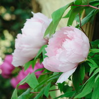 薄桃色の牡丹の花とつぼみ、緑葉に包まれた庭園の写真