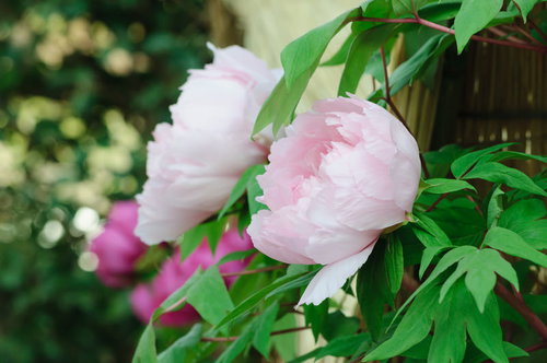 薄桃色の牡丹の花とつぼみ、緑葉に包まれた庭園
