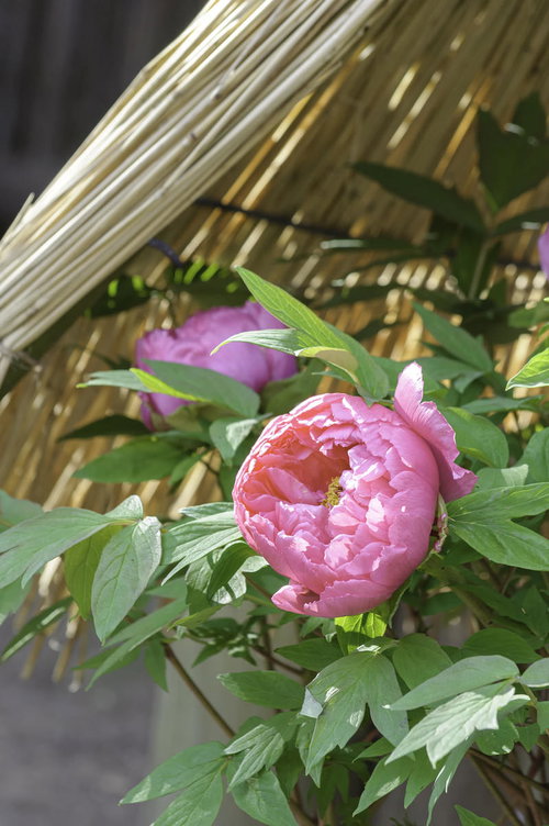 ピンクのチューリップが咲く花畑