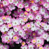 密集して咲くピンクと白の小花の写真