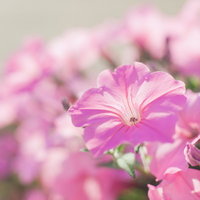 ピンクのペチュニアの接写の写真