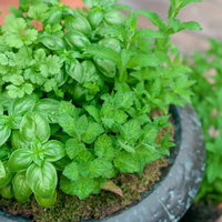 テラコッタの鉢にバジルやミントが植えられたハーブの寄せ植えの写真
