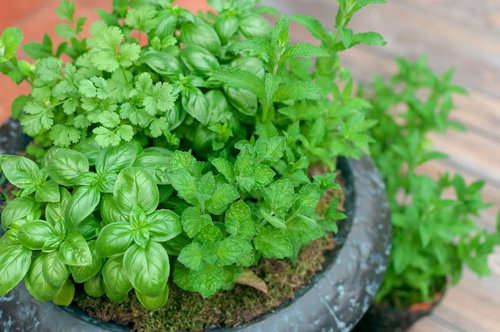 テラコッタの鉢にバジルやミントが植えられたハーブの寄せ植え