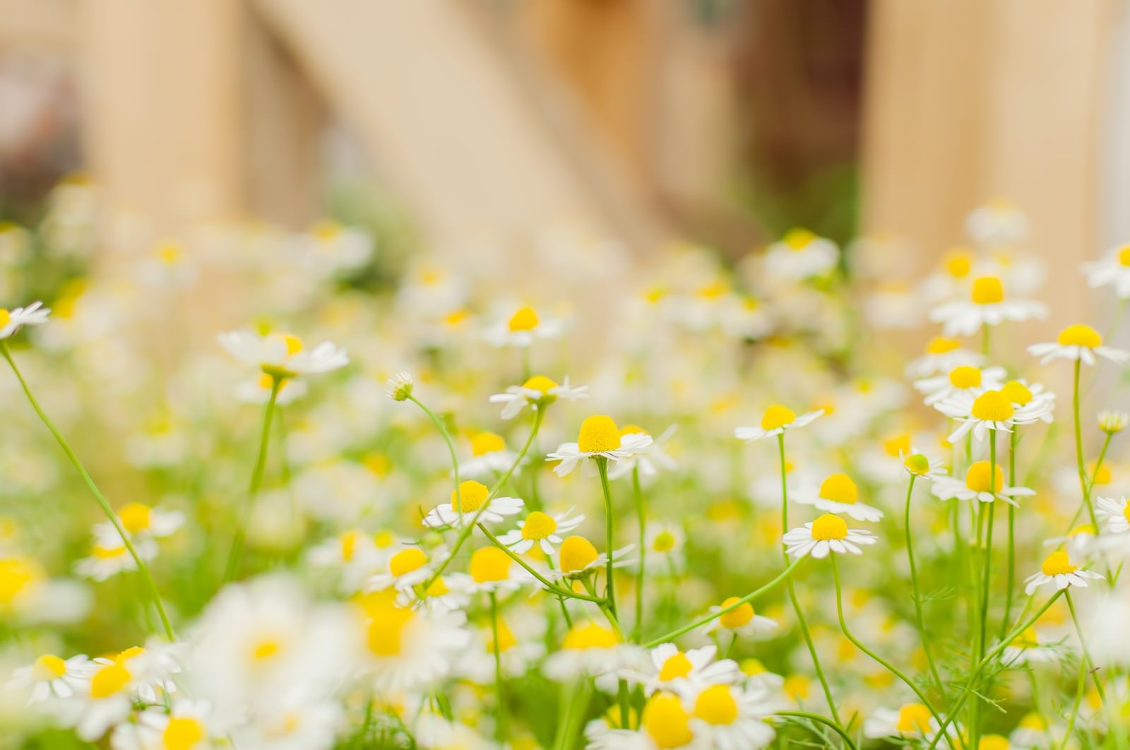 白い花びらのカモミール