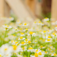 白い花びらと黄色い花芯のカモミールの群れの写真