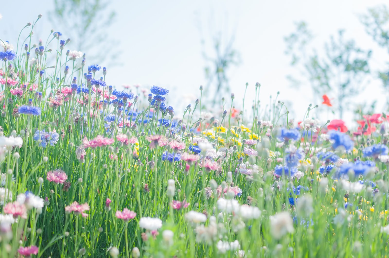 赤とピンクが咲き乱れる花壇