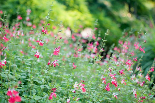 庭に咲くピンクと白のチェリーセージ