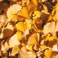 秋のイチョウの落葉が重なり合う黄色い葉と枝の風景の写真